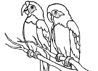 Dwie duże papugi czekają na pokarm kolorowanka dwie duże papugi czekają na pokarm