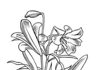 kolorowanka dwie łodygi z kwiatami lilii do druku