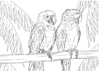 Dwie papugi siedzące na gałęzi kolorowanka dwie papugi siedzące na gałęzi