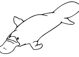 kolorowanka dziobak pływający po wodzie