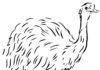 Emu biegnie na swoich długich nogach kolorowanka emu biegnie na swoich długich nogach do druku
