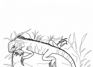 kolorowanka gad goniący własny ogon