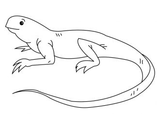 kolorowanka gad siedzący na kamieniach