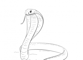 Gad wygrzewający się na piasku kolorowanka gad wygrzewający się na piasku