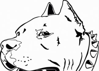 Głowa psa pitbulla z obrożą kolorowanka głowa psa pitbulla z obrożą do druku