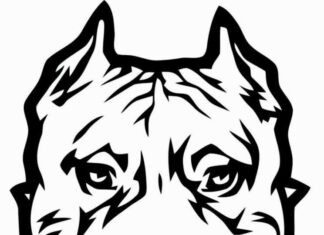 Groźna głowa pitbulla kolorowanka groźna głowa pitbulla