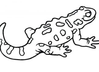 Gruba salamandra chodząca po ziemi