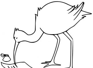 kolorowanka ibis czyta kartkę papieru