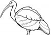 kolorowanka ibis z długim dziobem do druku