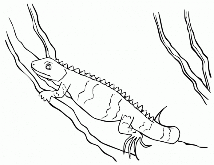 kolorowanka iguana siedząca na skałach