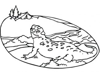 Jaszczurka patrzącą się na pole namiotowe