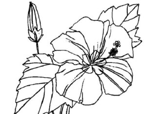 kolorowanka jedenego kwiatu