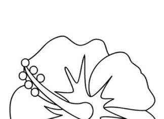 kolorowanka jednego kwiarka bez łodygi