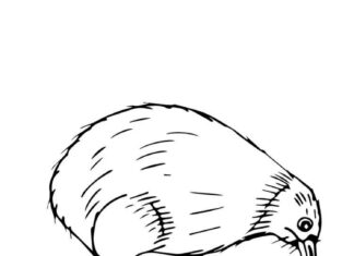 kolorowanka kiwi jedzący trawę