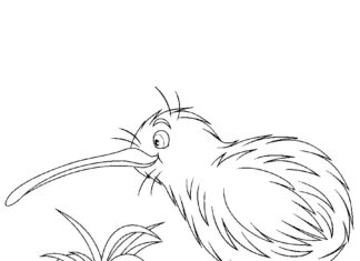 kolorowanka kiwi ptak do druku dla dzieci