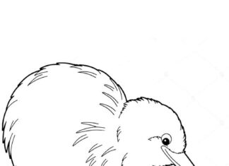 kolorowanka kiwi szukający pożywienia w trawie