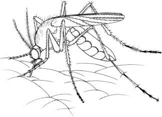 kolorowanka komar wbijający dziub w człowieka do druku