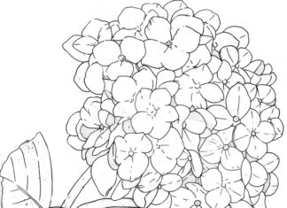 Kontury kwiatów hortensja kolorowanka kontury kwiatów hornestja do druku