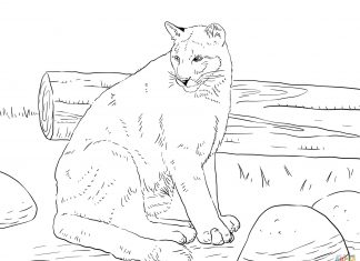 Kot odpoczywa na łące