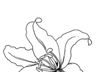 kolorowanka kwiat lilii do druku dla dzieci