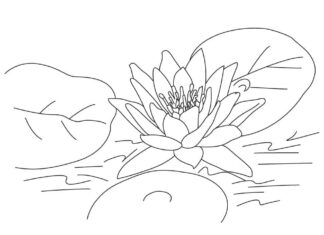 kolorowanka kwiat lotosu dla dzieci do druku