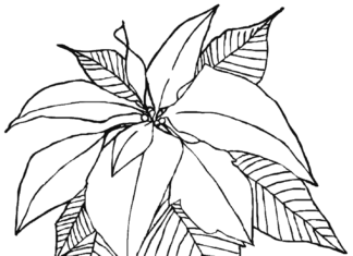 kolorowanka kwiat poinsecja z łodygą