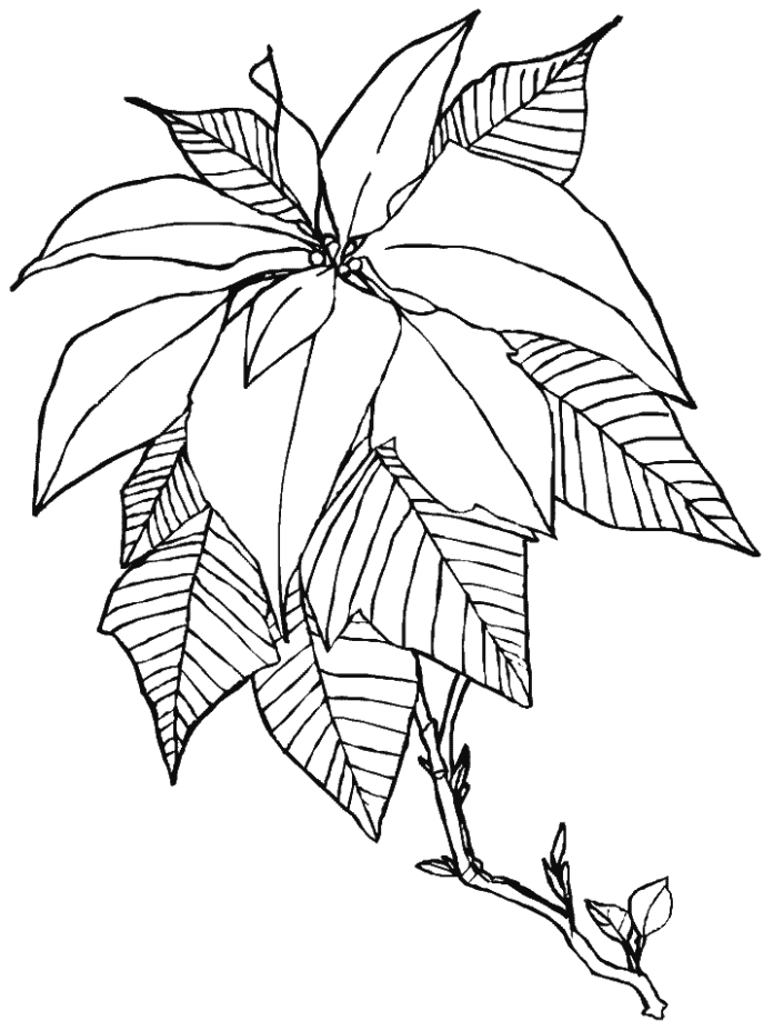 kolorowanka kwiat poinsecja z łodygą