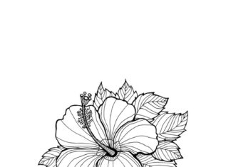 kolorowanka kwiata hibiscus dla dzieci