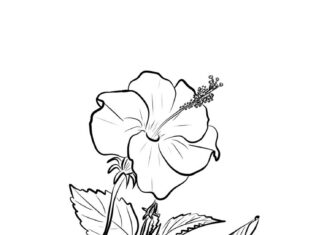 kolorowanka kwiatek hibiscus