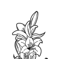 kolorowanka kwiatek lilia dużo kiatów na łodydzę