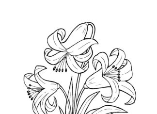 kolorowanka kwiatek lilia z łodygą