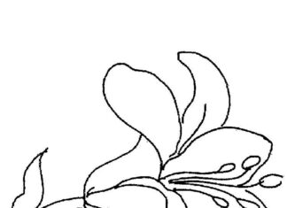 kolorowanka kwiatek lilii do druku