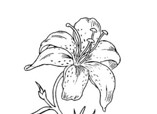 kolorowanka kwiatek lilii na łące