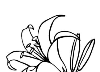 kolorowanka kwiatek lilii wielkokwiatowej