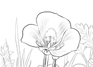 kolorowanka kwiatek na łące