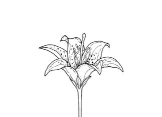 kolorowanka kwiatek z łodygą