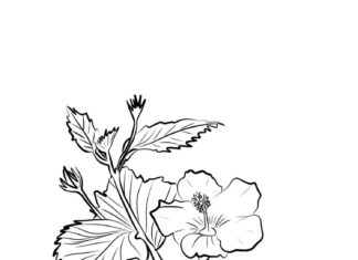 kolorowanka kwiatka hibiscus z łodygą