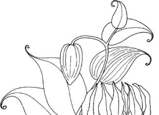 Kwiatek lilii angielskiej kolorowanka kwiatka lilii angielskiej