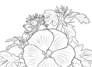 kolorowanka kwiatki hibiscus z lodygami