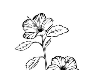 kolorowanka kwiaty hibiscus