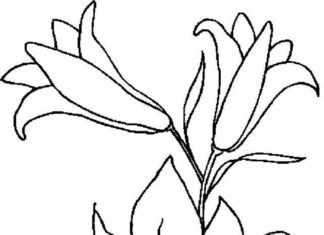 kolorowanka kwiaty lilii dla chłopców i dziewczyn