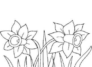 Kwiaty żonkile rosnące na polu kolorowanka kwiaty żonkile rosnące na polu