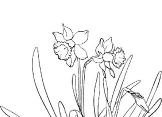 Kwiaty żonkili w ogródku kolorowanka kwiaty żonkili w ogródku do druku