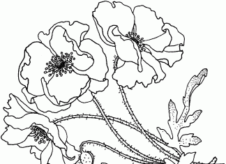 kolorowanka liściasty kwiat polny