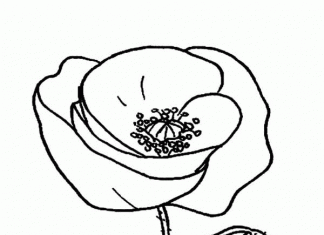 kolorowanka mak polny do druku dla dzieci