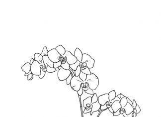 kolorowanka malownicza orchidea do druku