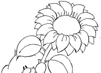 Misiek trzymający słonecznik kolorowanka misiek trzymający słonecznik