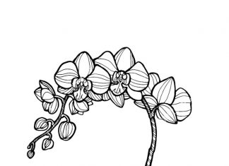 kolorowanka mocno zakorzeniona roślina do druku