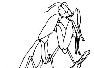 kolorowanka modliszka na drzewie do druku