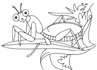 kolorowanka modliszka na gałęzi do druku